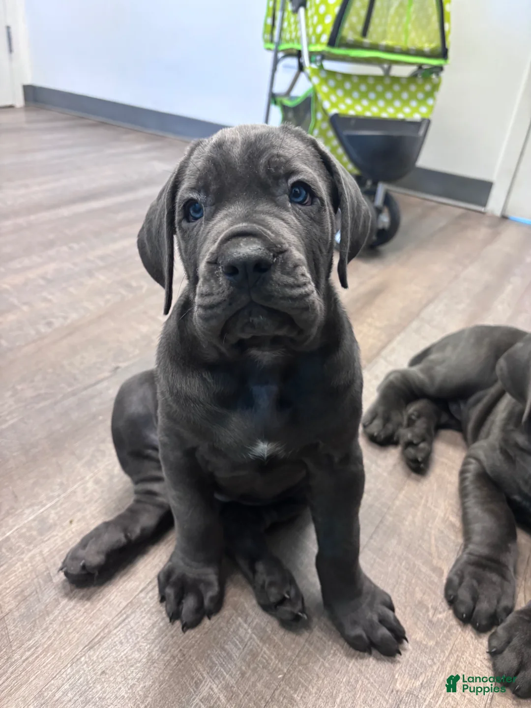 Cane Corso dogs for sale: Cane Corso Puppy 3 - Ad 1