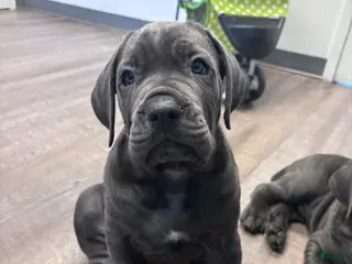 Cane Corso dogs Cane Corso Puppy 3 - Ad 5