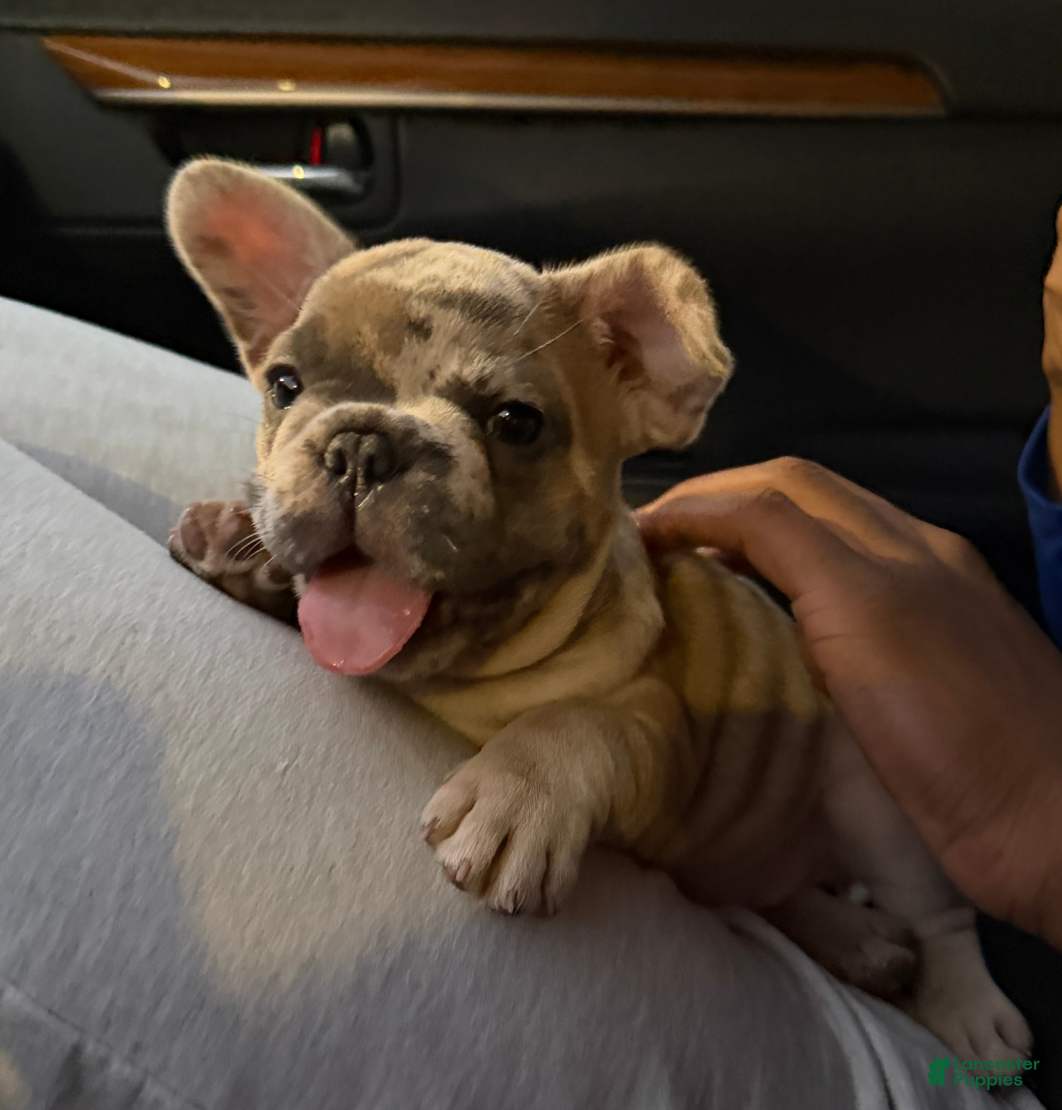 French Bulldog dogs Izzy - Ad 1
