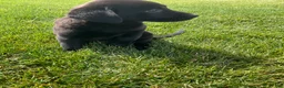 Labrador Retriever dogs for sale: Dottie - Ad 6