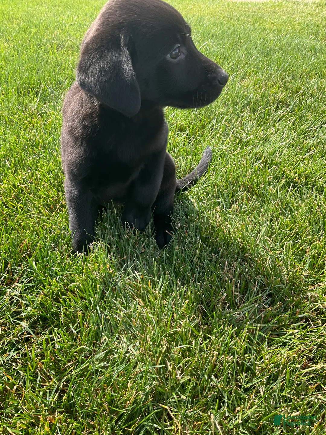 Labrador Retriever dogs for sale: Dottie - Ad 6