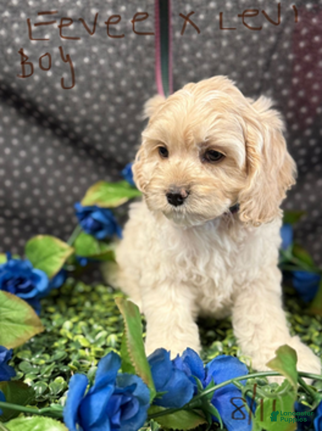 Cockapoo dogs for sale: Eevee Boy1 - Ad 6
