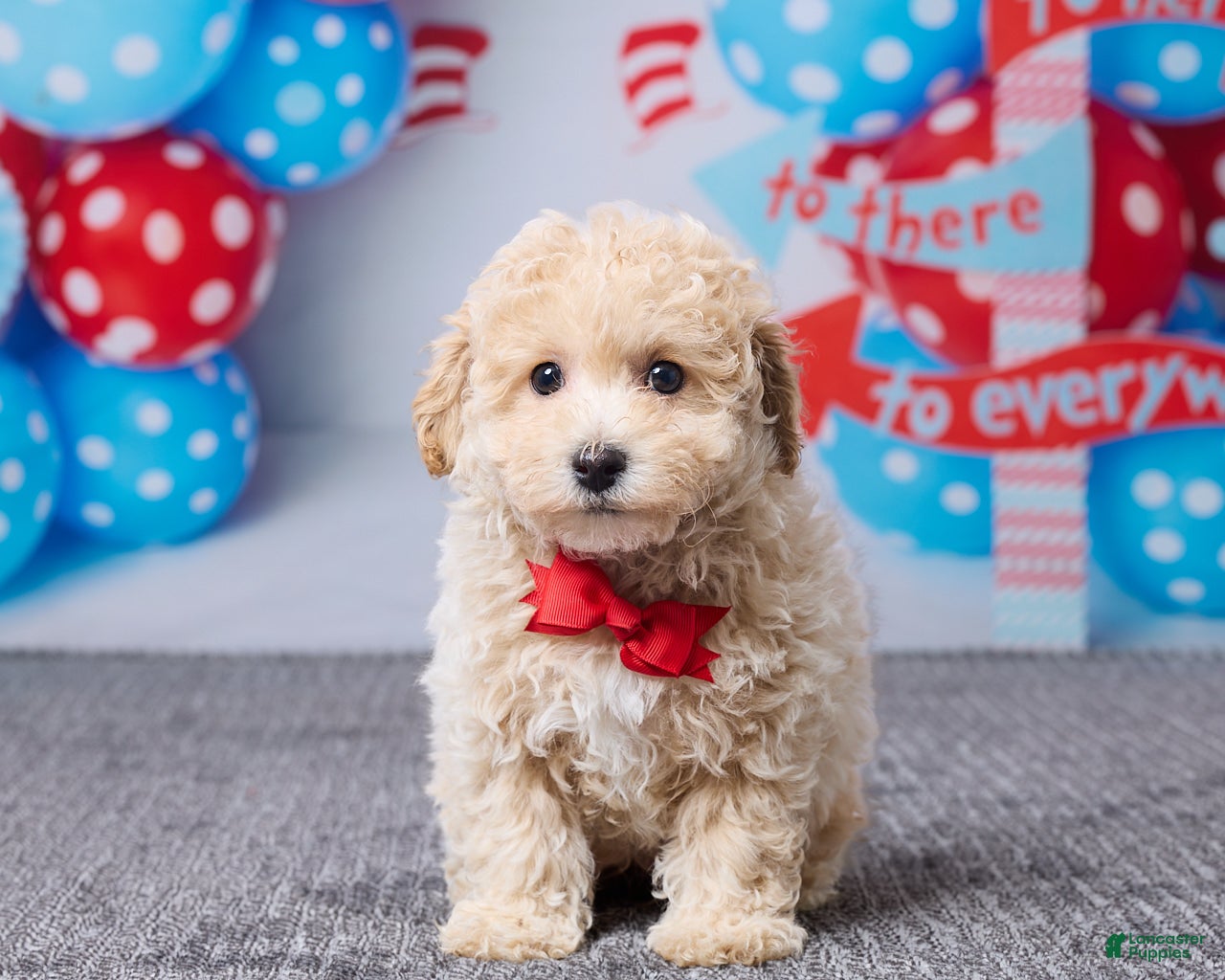 Maltipoo dogs Chase - Ad 1