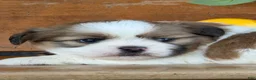 Shih Tzu dogs for sale: Quigley Shih Tzu  - Ad 19