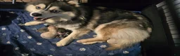 Pomsky dogs for sale: Merle boy - Ad 14