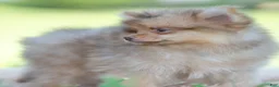 Pomeranian dogs for sale: Gio - Ad 10