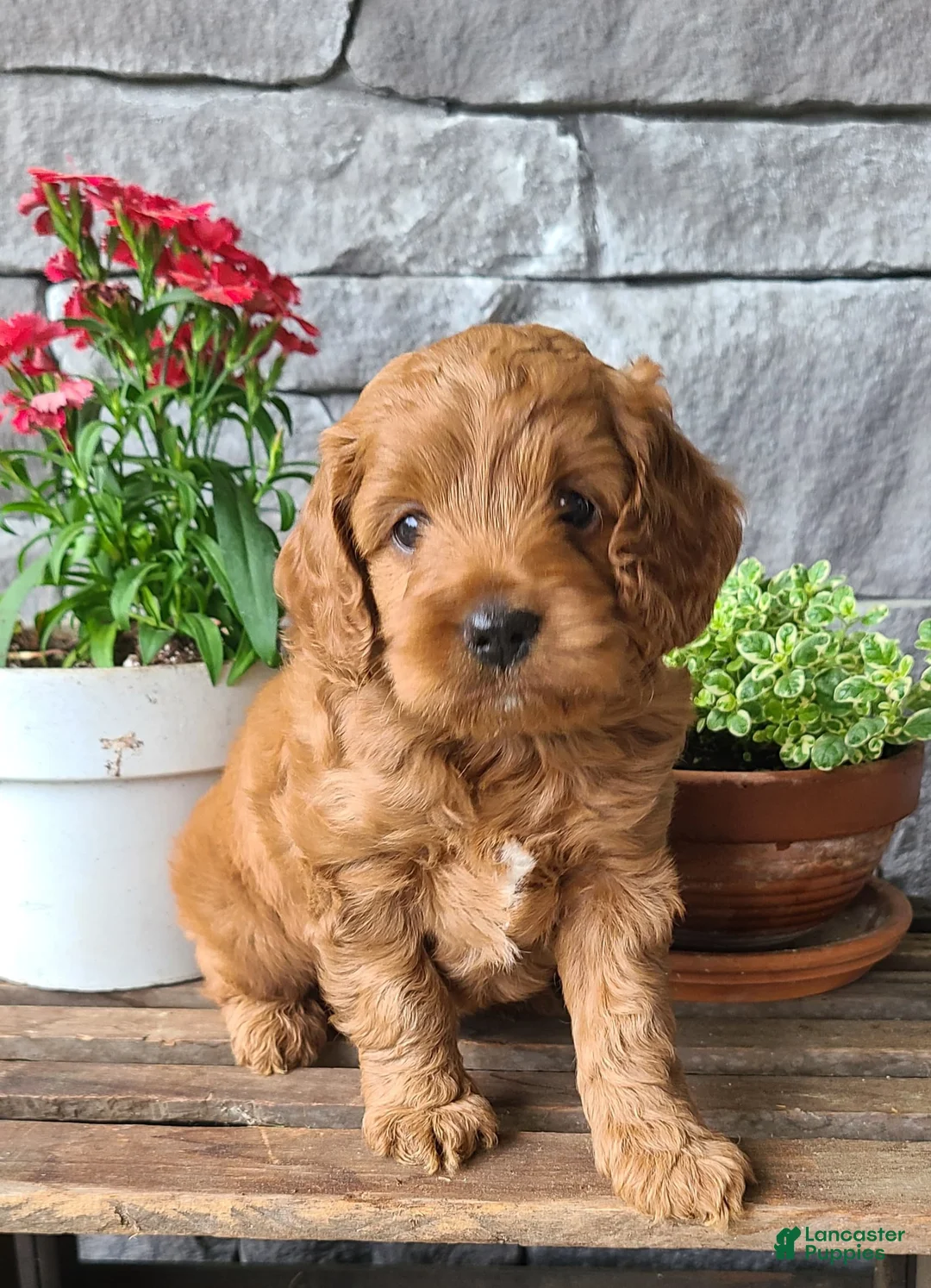 Cockapoo dogs for sale: Macy - Ad 1