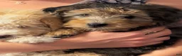 Bernedoodle dogs for sale: Eloise, A Beautiful Tri-color Merle, Tan, & White Girl - Ad 6