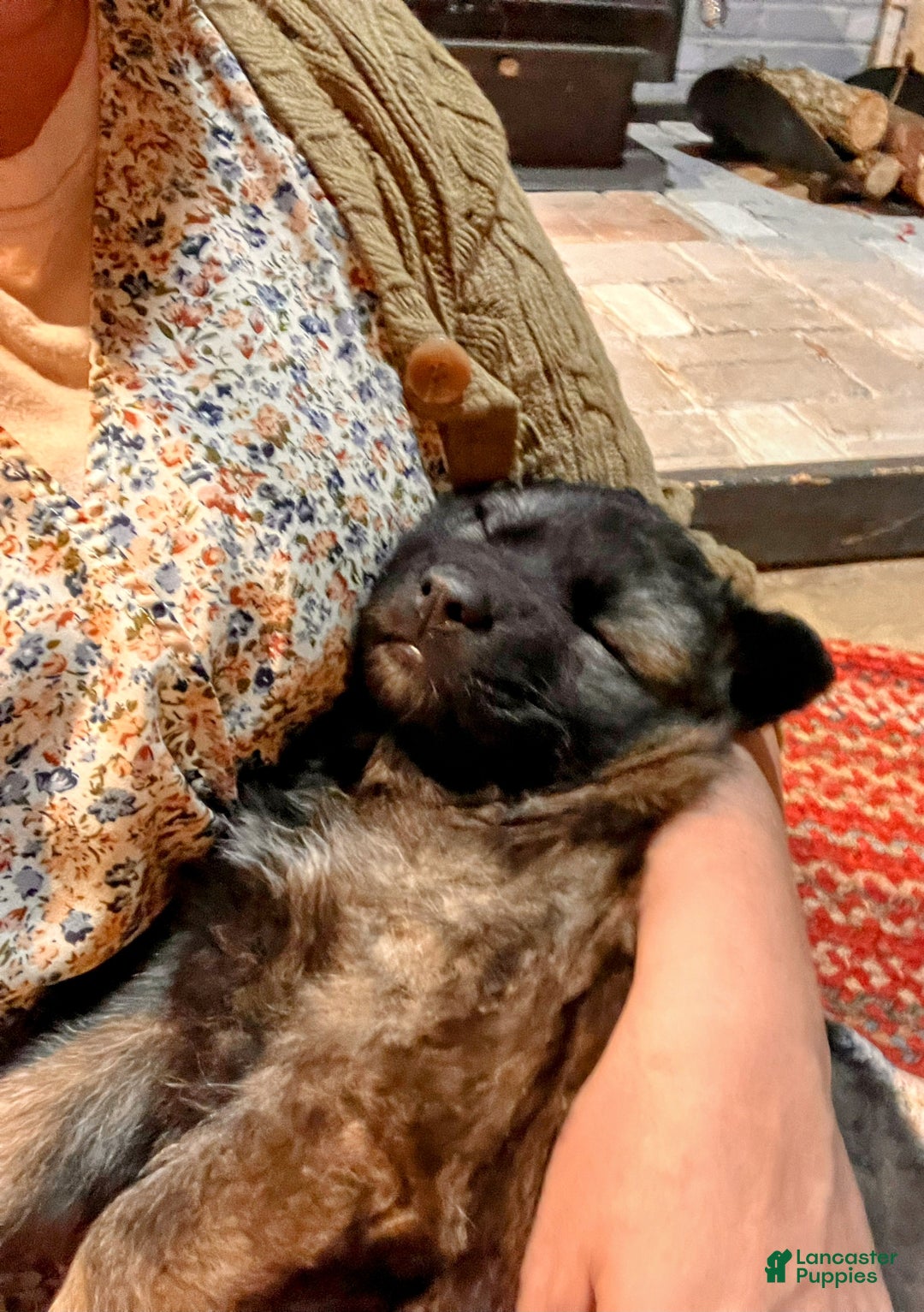 German Shepherd dogs for sale: ♥️SWEET SABLE ♥️ - Ad 12