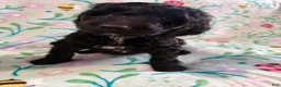 Goldendoodle dogs for sale: Oreo - Ad 3
