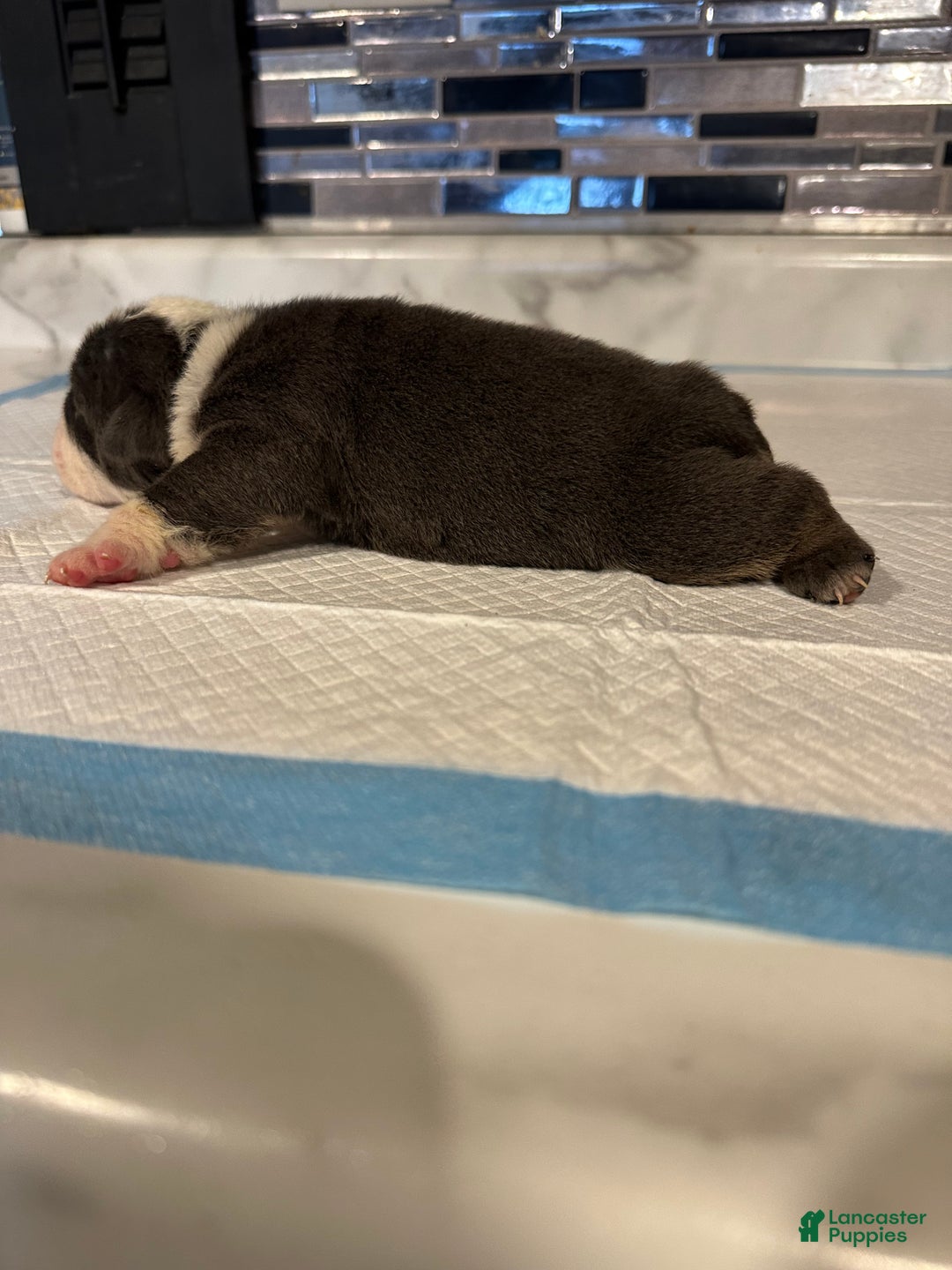 English Bulldog dogs for sale: Lilac and White Male - Ad 24