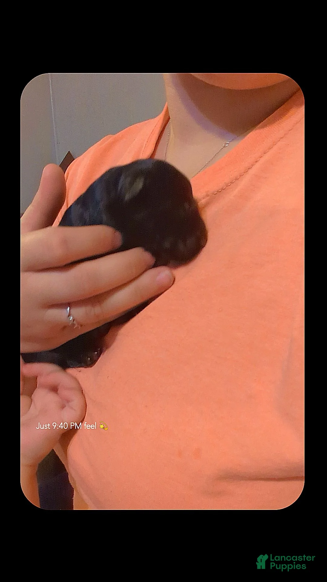 German Shepherd dogs for sale: Venus ( Pink collar puppy) - Ad 2