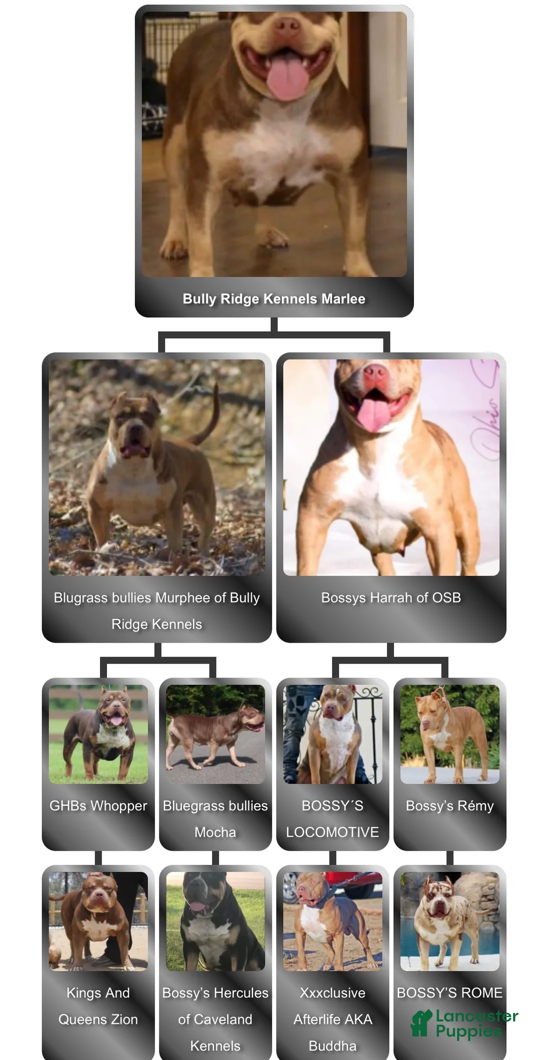 American Bully dogs for sale: American Bully Puppy 1 - Ad 3