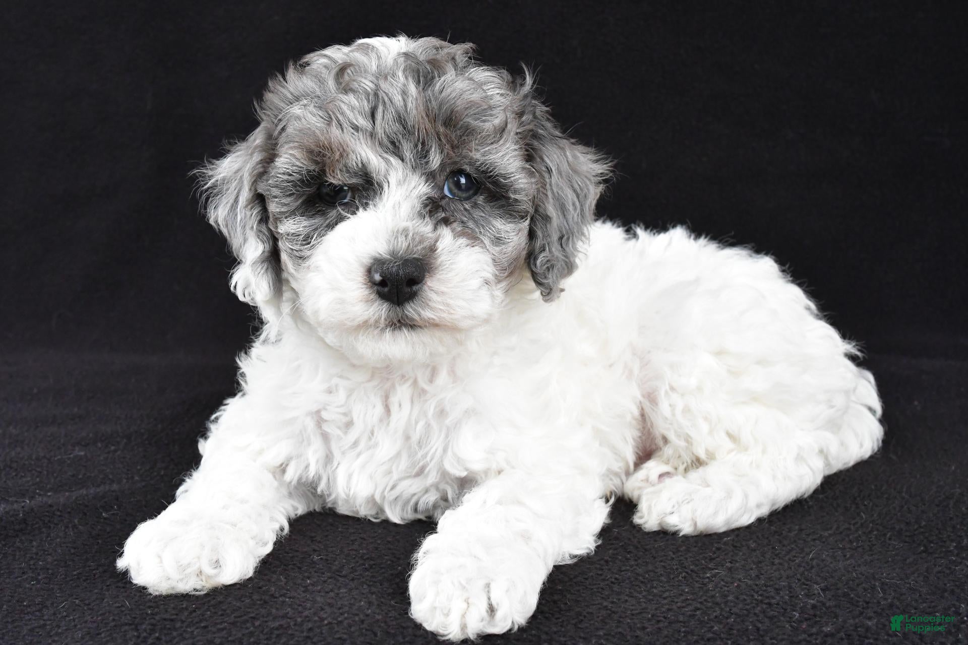 Cockapoo dogs for sale: Milo - Ad 1