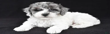 Milo