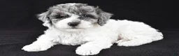 Cockapoo dogs for sale: Milo - Ad 1