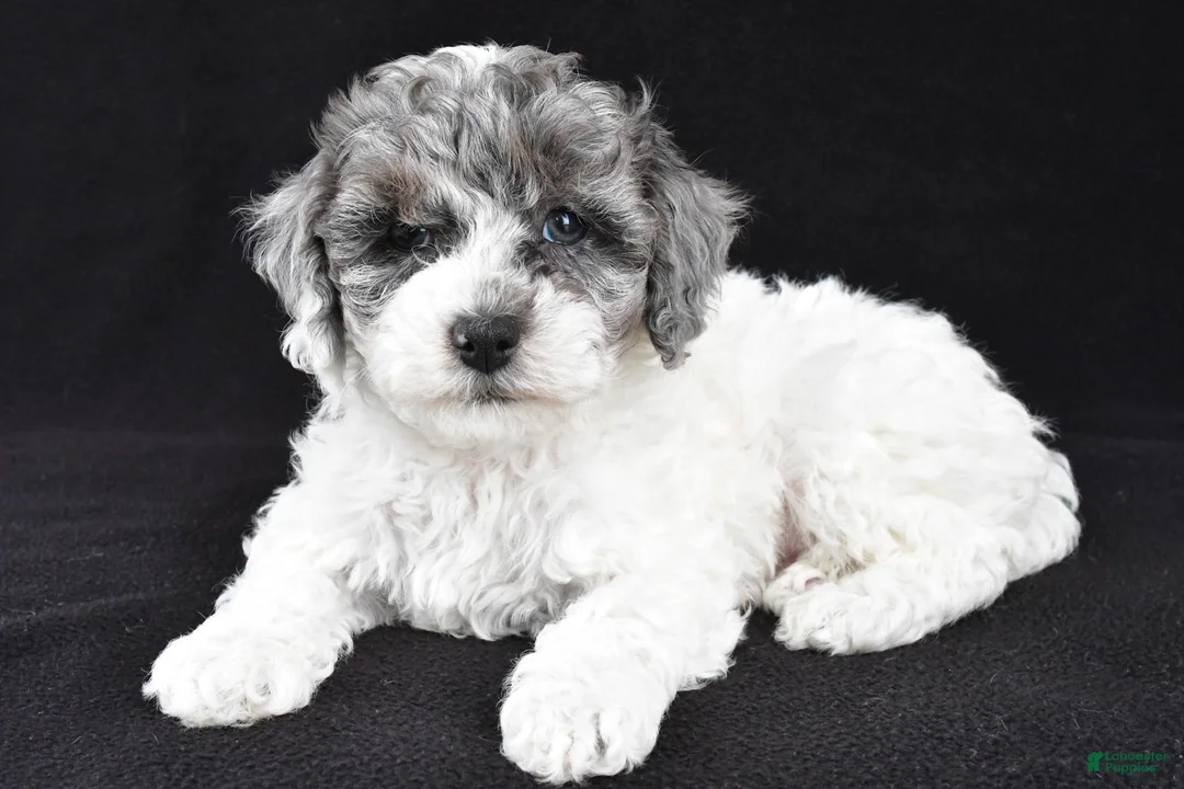 Cockapoo dogs for sale: Milo - Ad 1