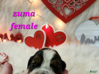 English Springer Spaniel dogs Zuma - Ad 28