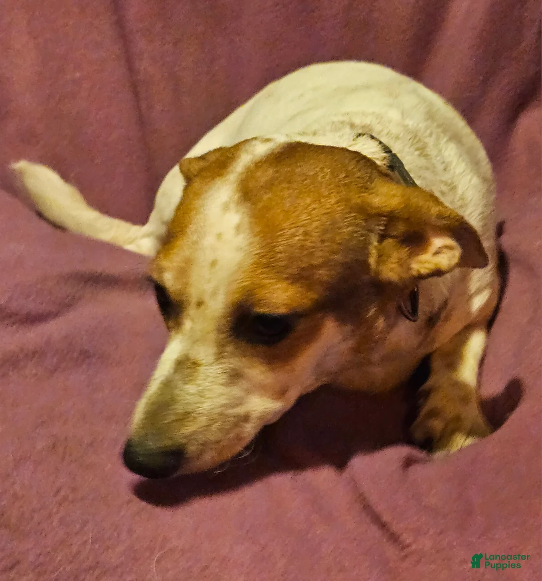 Chihuahua dogs for sale: Princess "T-Cup" - Ad 2