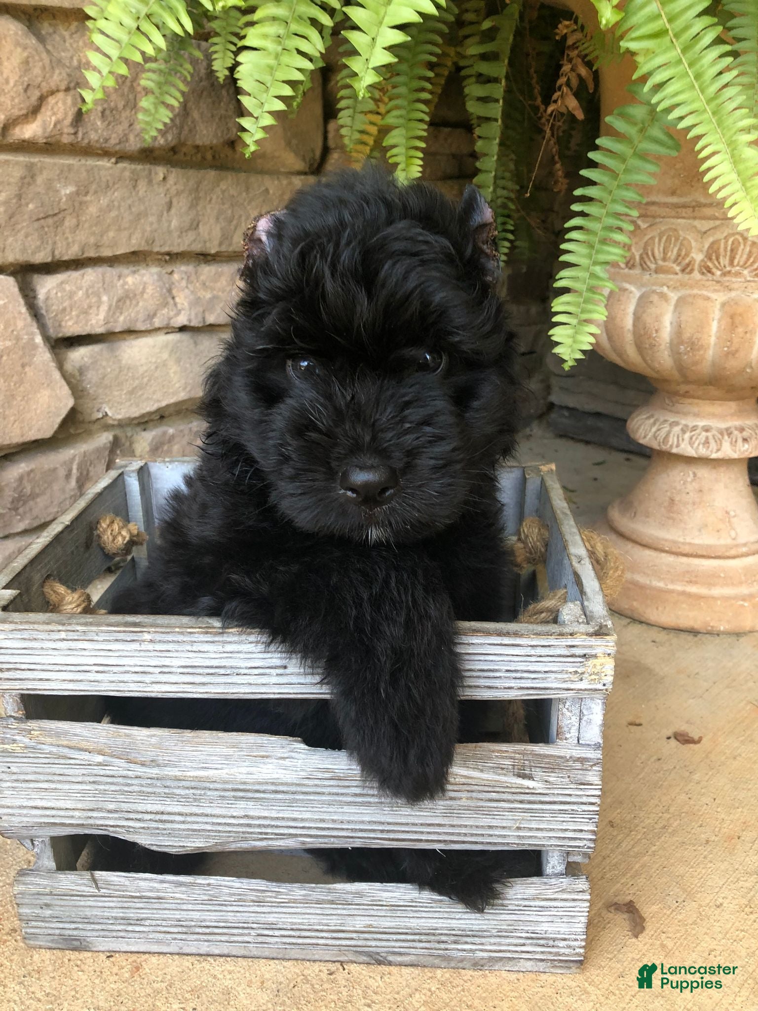 Bouvier Des Flandres dogs Bouvier Des Flandres Girl - Ad 2