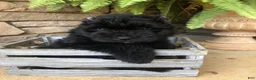 Bouvier Des Flandres dogs for sale: Bouvier Des Flandres Girl - Ad 2