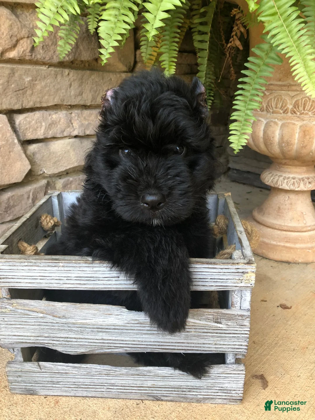 Bouvier Des Flandres dogs for sale: Bouvier Des Flandres Girl - Ad 2