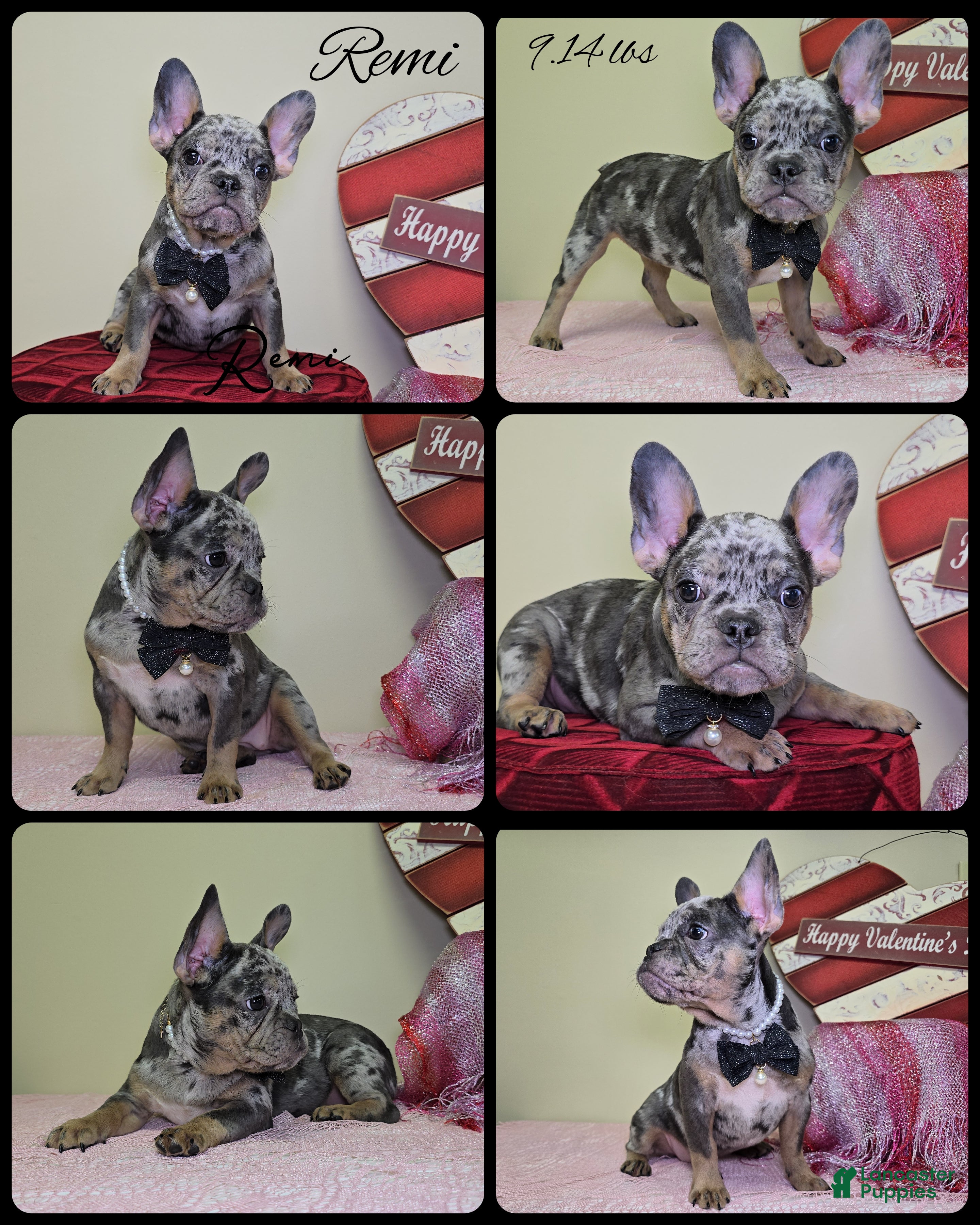 French Bulldog dogs Remi - Ad 33