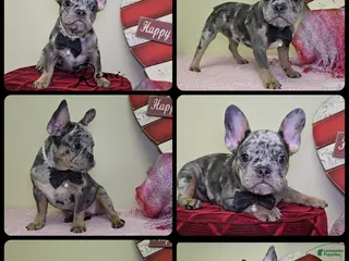 French Bulldog dogs Remi - Ad 33