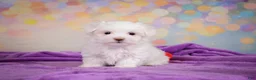 Maltese dogs for sale: Peanut - Ad 4