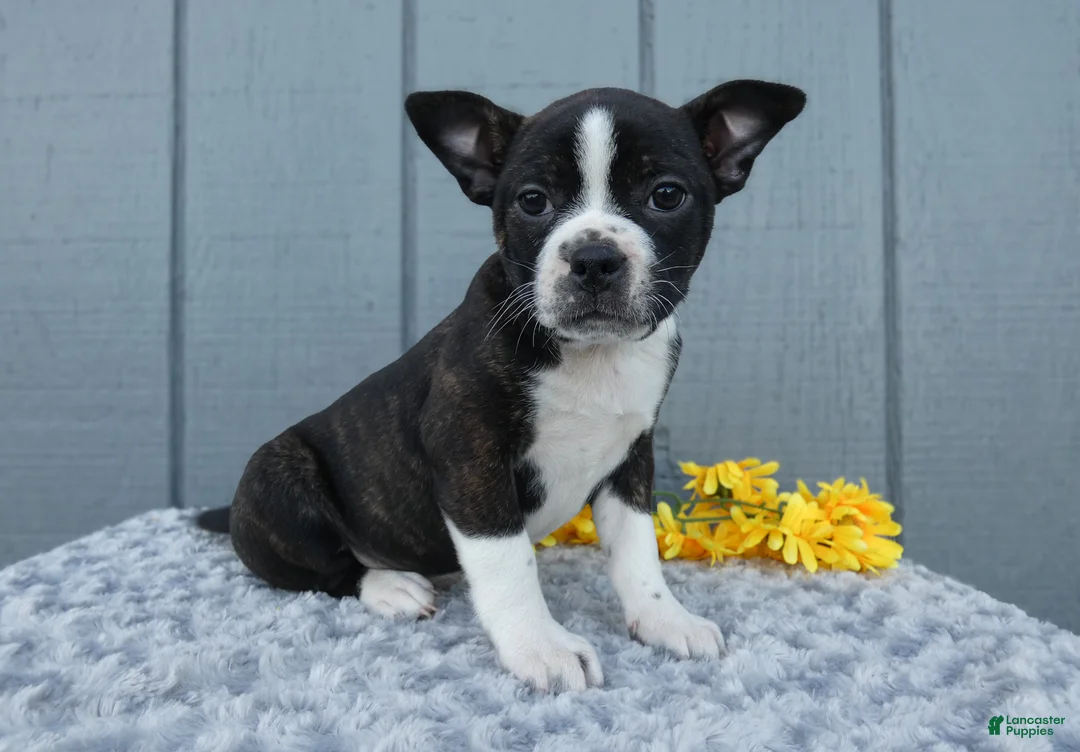Mixed Breed dogs for sale: Sophie - Ad 2