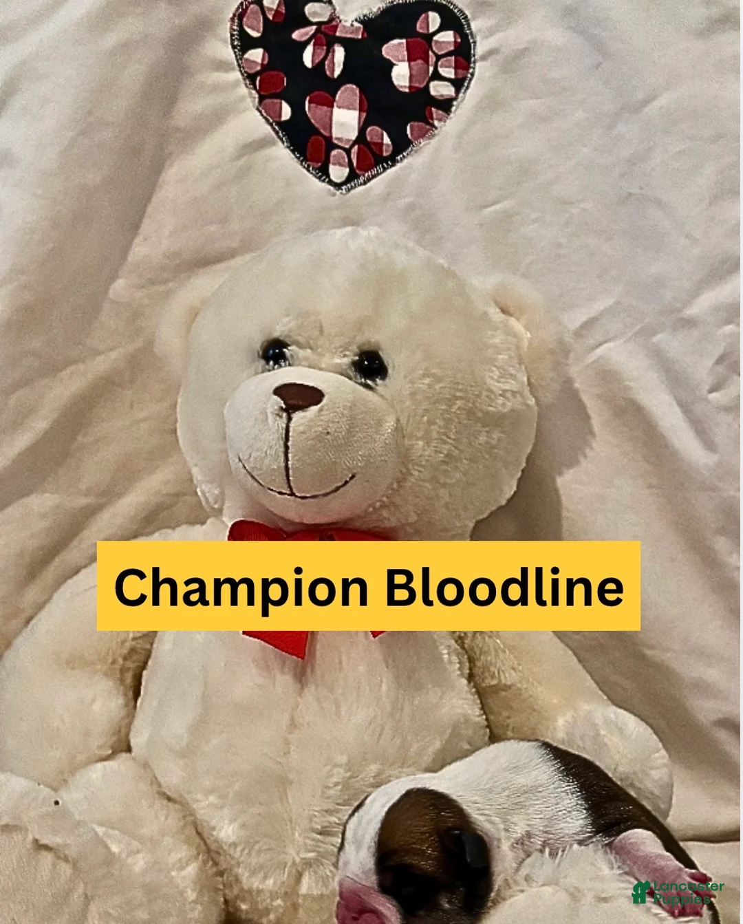 English Bulldog dogs for sale: Thunder Gunder - Ad 3