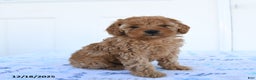 Miniature Poodle dogs for sale: Piper - Ad 3
