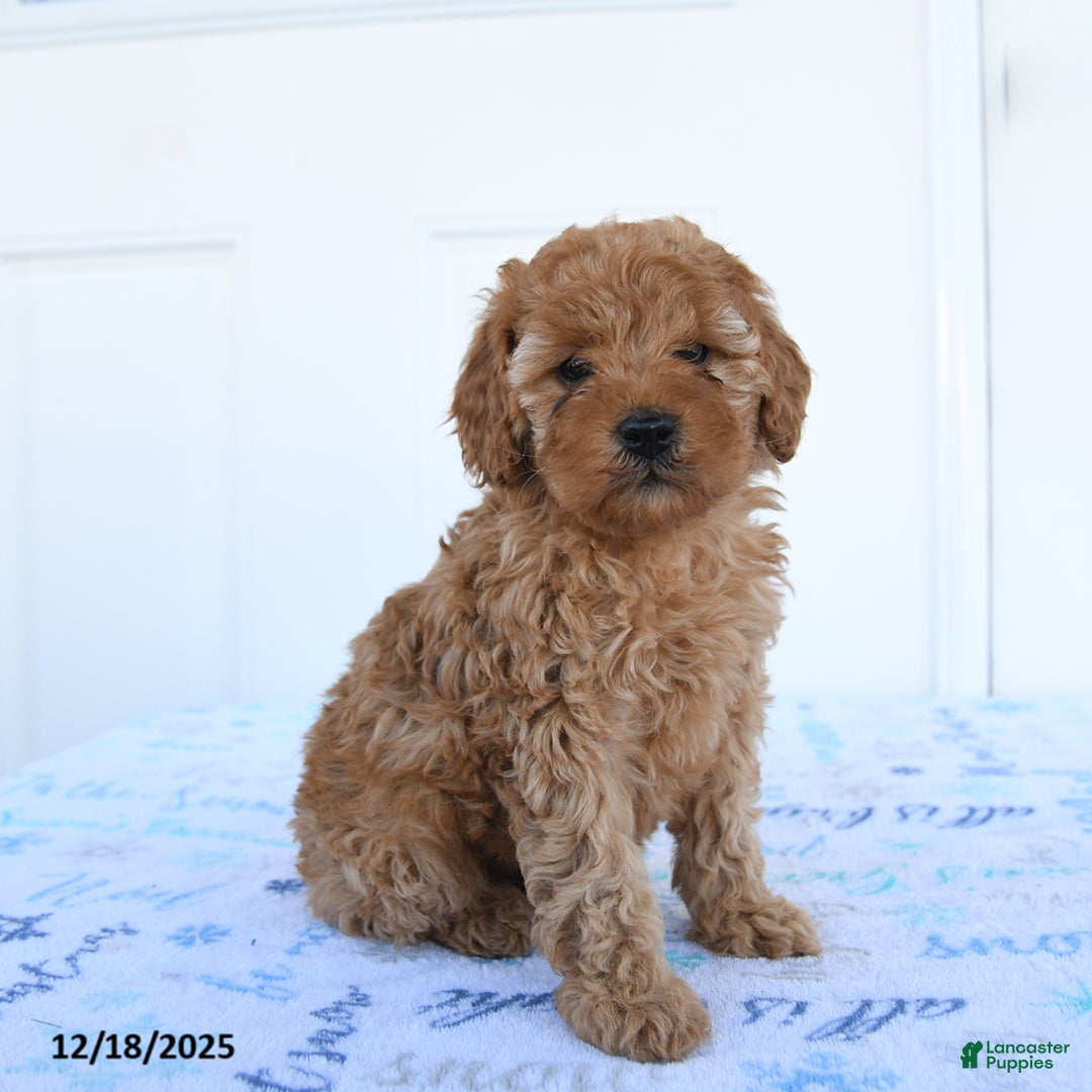 Miniature Poodle dogs for sale: Piper - Ad 3