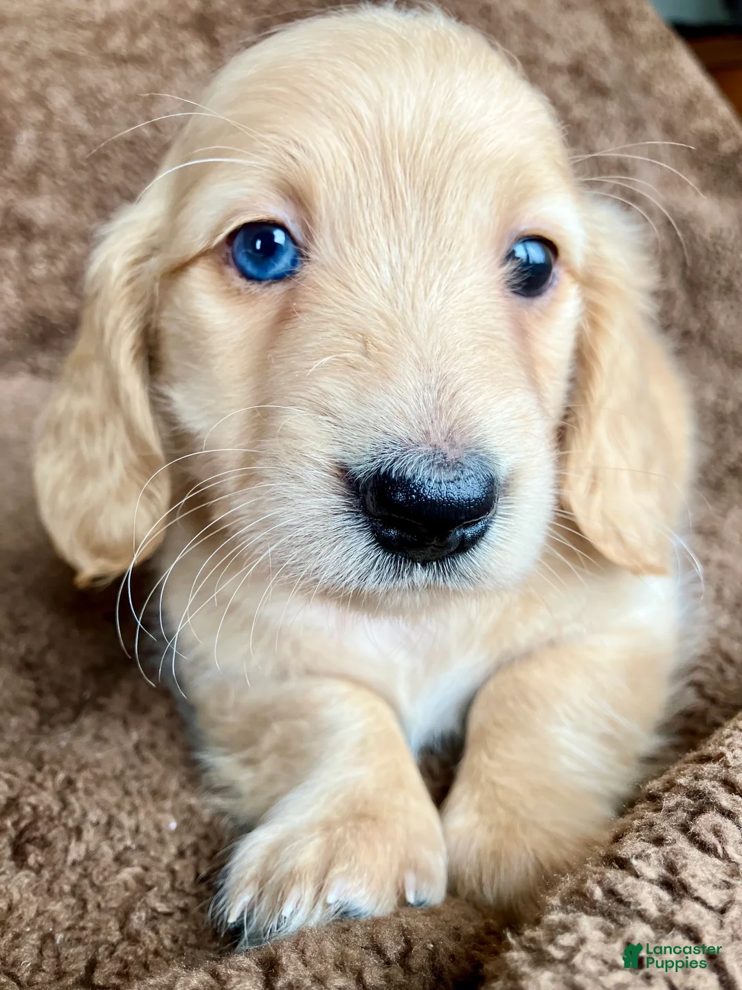 Miniature Dachshund dogs for sale: AKC Theodore of Wagglytail Lane - Ad 1