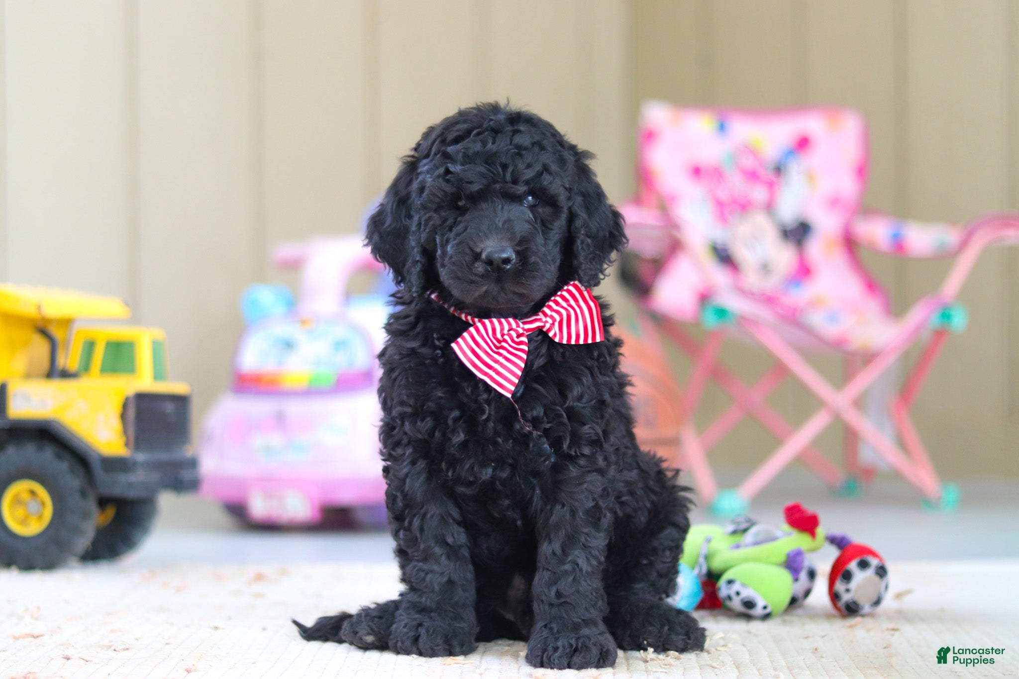 Newfypoo dogs Brady - Ad 2