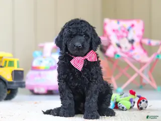 Newfypoo dogs Brady - Ad 5