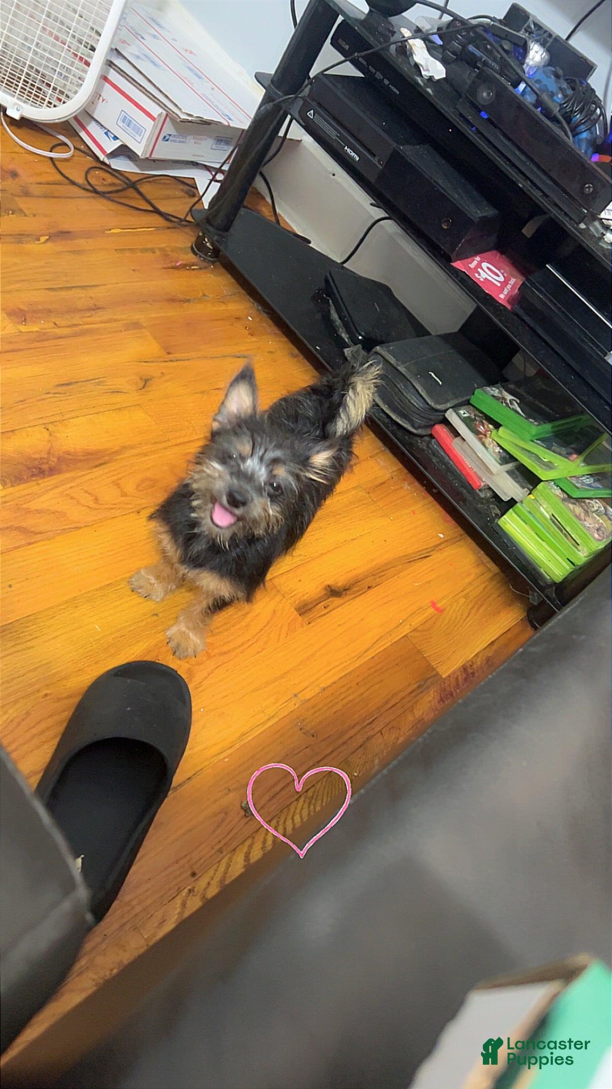 Mixed Breed dogs Luna - Ad 2