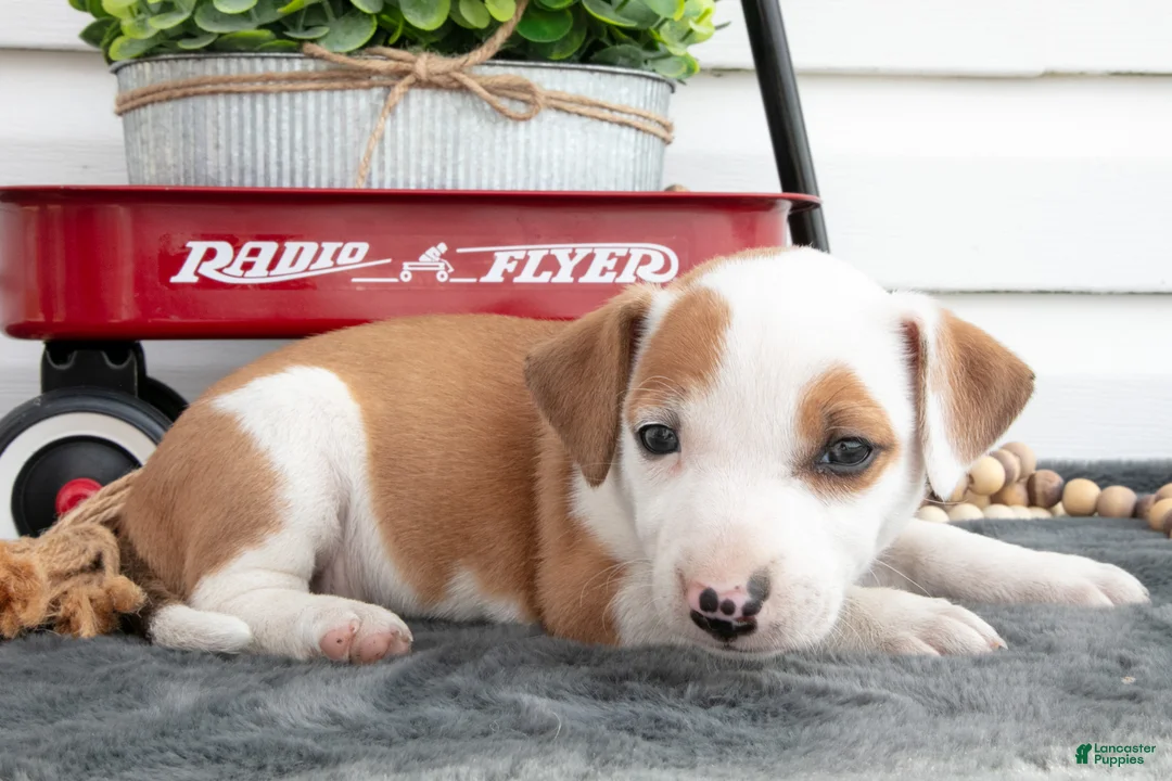 Jack Chi dogs for sale: Bess - Ad 3