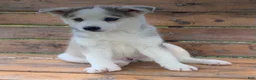 Alaskan Husky dogs for sale: Sabre - Ad 10