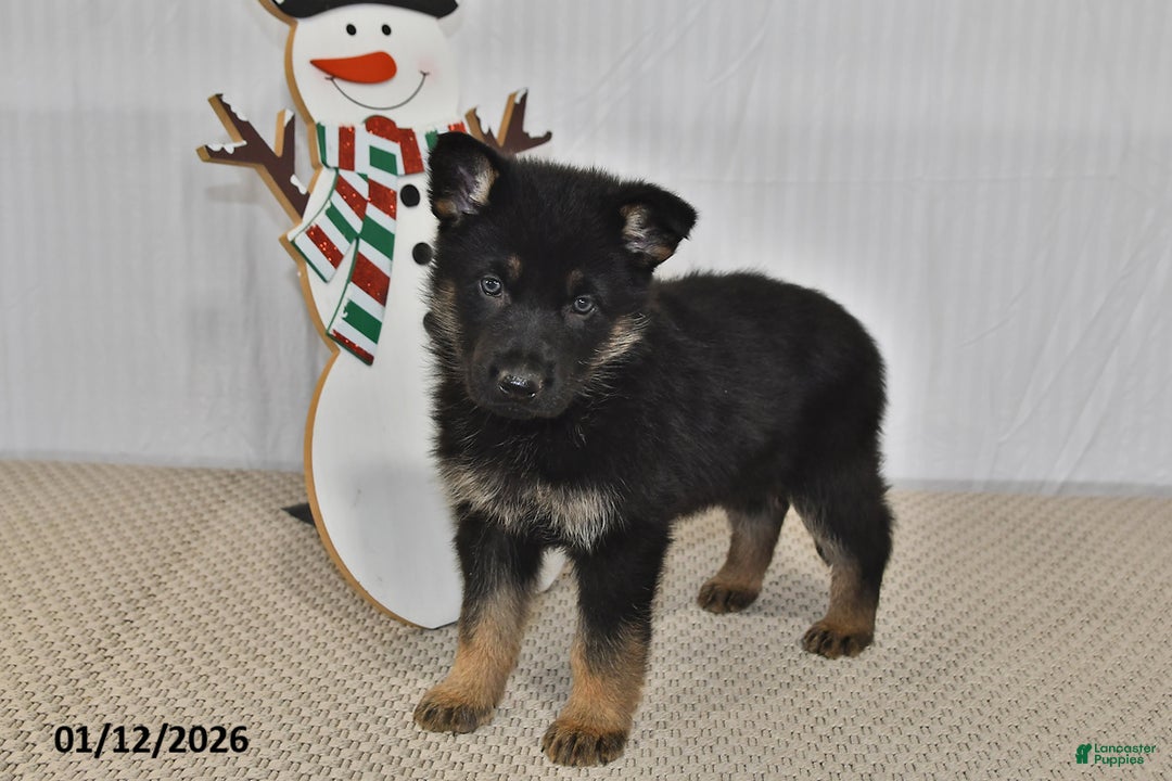 German Shepherd dogs for sale: Skye - Ad 3