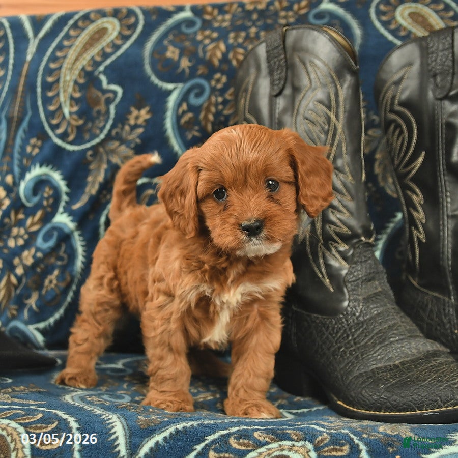 Cavapoo dogs Tiara  - Ad 1