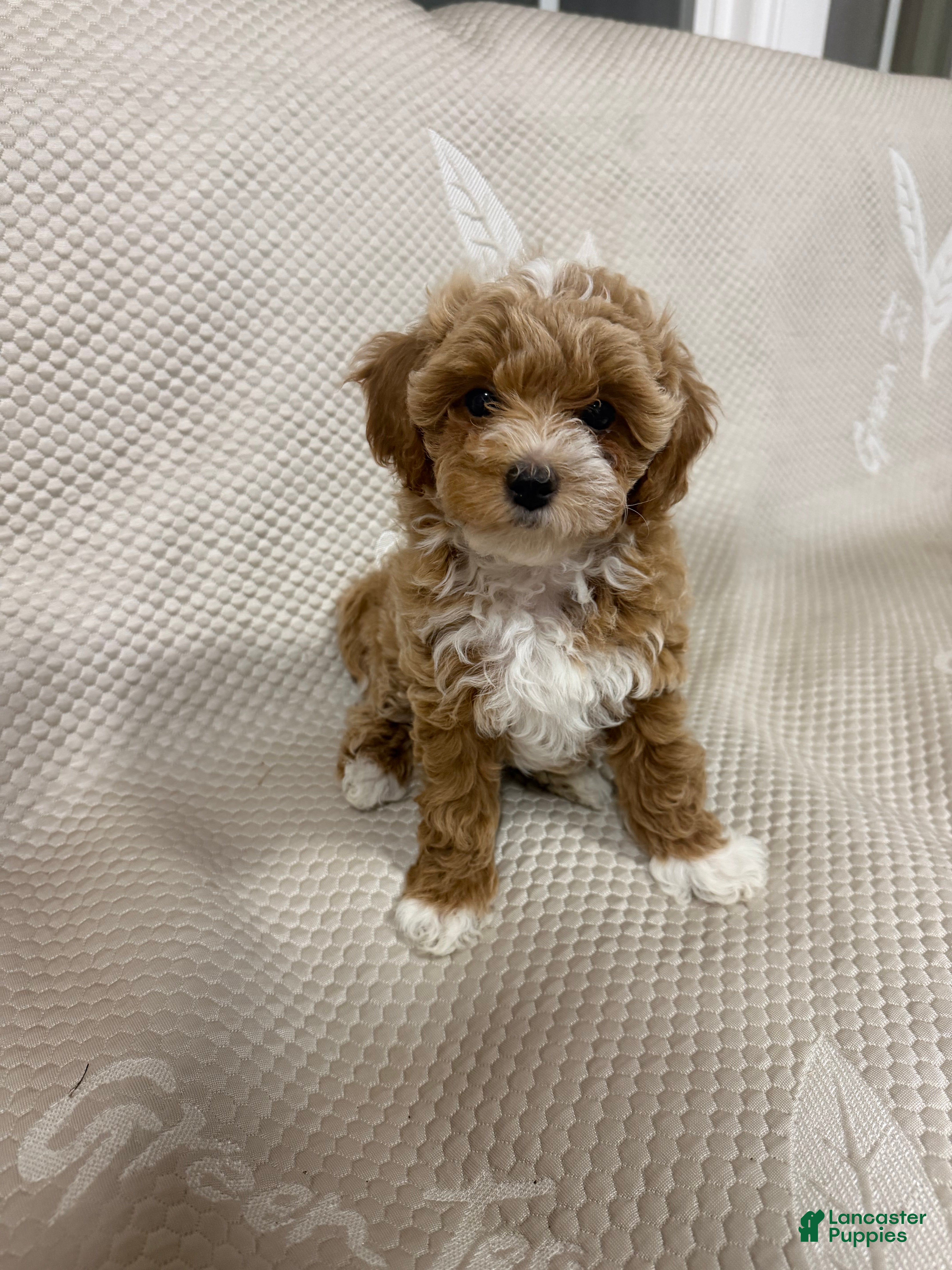 Maltipoo dogs for sale: Maltipoo 3 - Ad 3