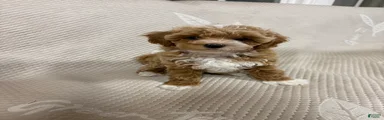 Maltipoo 3