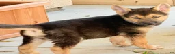 Gerberian Shepsky dogs for sale: Mila  - Ad 8