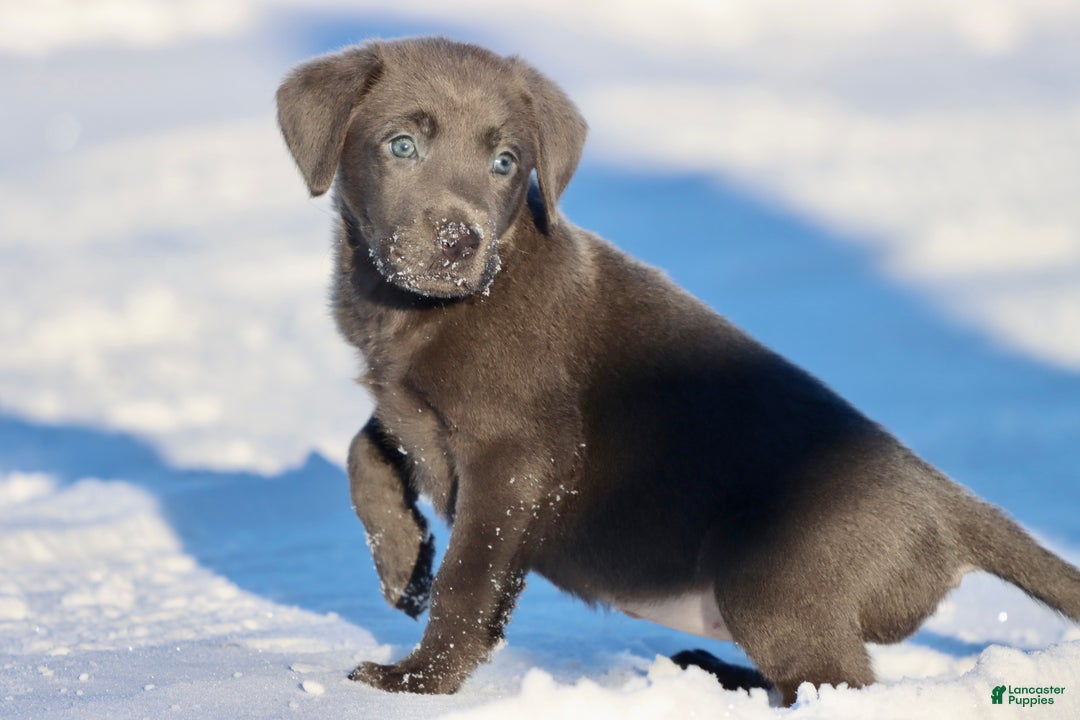 Labrador Retriever dogs for sale: Roan - Ad 1