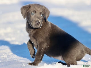 Labrador Retriever dogs Roan - Ad 20