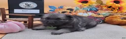 Norwegian Elkhound dogs for sale: Basil - Ad 1