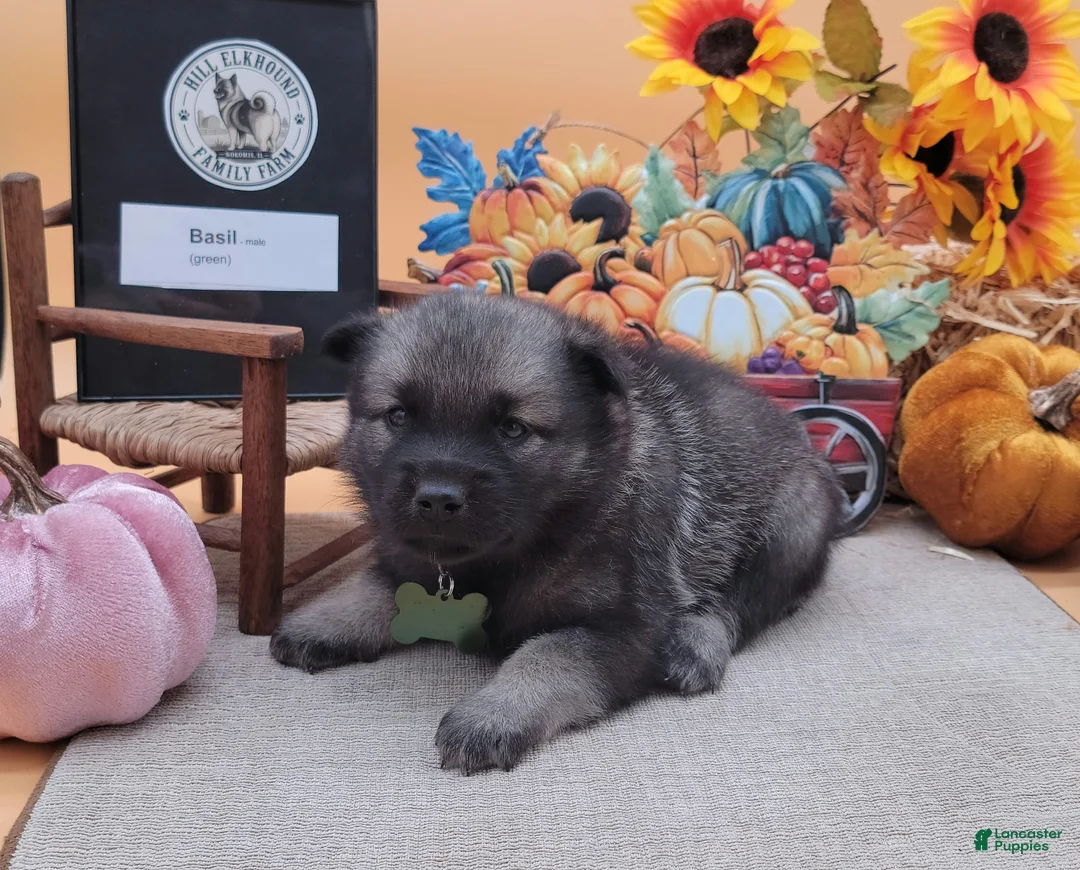 Norwegian Elkhound dogs for sale: Basil - Ad 1