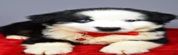 Miniature Australian Shepherd dogs for sale: Oliver - Ad 3