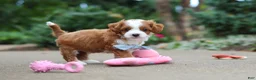 Cavapoo dogs for sale: Hudson - Ad 11